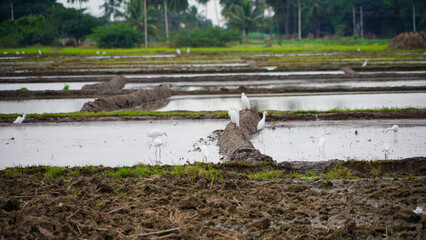 A typical form land 