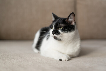 Cozy Black And White Cat Relaxing On The Couch In A Warm Home Environment During Afternoon Hours