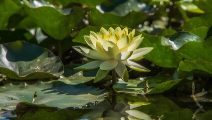 A beautiful close-up shot of a yellow water lily, showcasing its delicate petals and vibrant green lily pads.