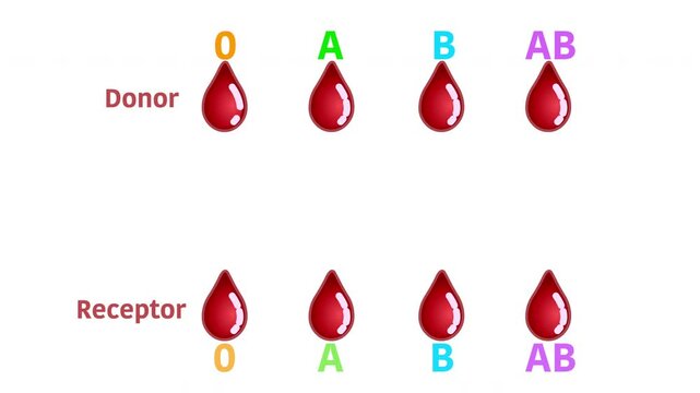 Recipient and donor blood types transfusion animation video. A, AB, B, 0 rh group chart graphic, correct colorful arrows. Universal compatible recipient diagram. Illustration video