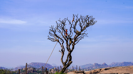 A dead tree on Mountain top