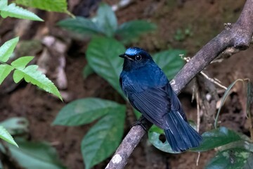white-tailed robin or Myiomela leucura seen in Karimganj, Assam, India