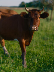 Brown cow standing on a green meadow, looking directly at the camera.