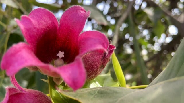 Pink flower of the Kurrajong Bottle Tree or Brachychiton discolor close up.Tropical plants concept,4K