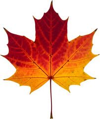 Obraz premium 사진요소