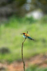 European bee-eater (Merops apiaster) photographed in Spain