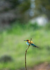 European bee-eater (Merops apiaster) photographed in Spain