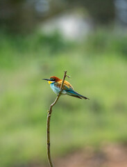 Obraz premium European bee-eater (Merops apiaster) photographed in Spain