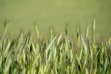 Field of ears of corn, in Castilla-La Mancha (Spain)