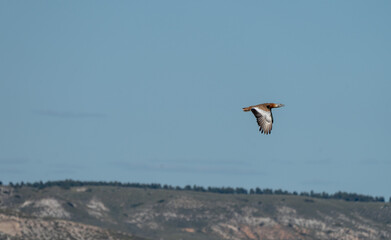 Eurasian Great Bustard (Otis tarda) photographed in Spain