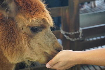 Feeding Alpaca