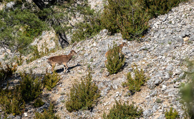 European mouflon (Ovis orientalis musimon) photographed in Spain