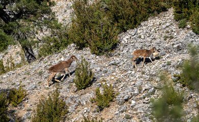 European mouflon (Ovis orientalis musimon) photographed in Spain