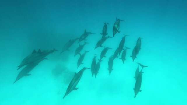 School of spinner dolphins (Stenella longirostris) seen from above as they glide calmly beneath the camera in Sataya, Egypt. Check my portfolio for more dolphin footage.