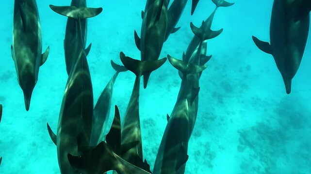 Spinner dolphins (Stenella longirostris) swim gracefully in formation in the clear waters of Sataya, Egypt. Blue background, wide-angle view. Check my portfolio for more dolphin footage.