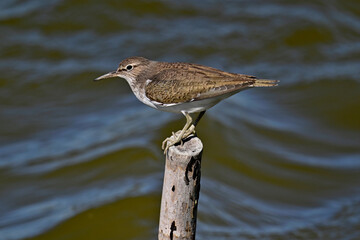 Flussuferläufer // Common sandpiper (Actitis hypoleucos)