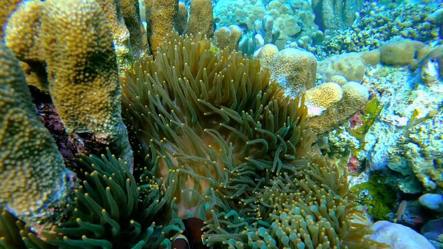Underwater view of a clownfish living amongst the tentacles of an anemone on a coral reef, Raja Ampat, Indonesia.