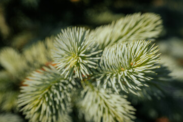 Close-up of pale green, soft new needles growing on a spruce tree branch, highlighting fresh...