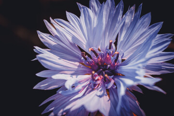 Macro shot of a vivid blue cornflower with delicate purple stamen details and radiant petals...