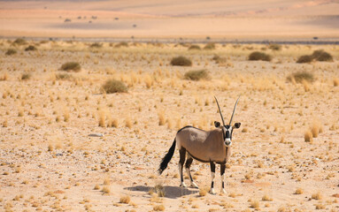 Oryx antelope stands in the desert near Garub. Seen during a game drive in Etosha National Park....