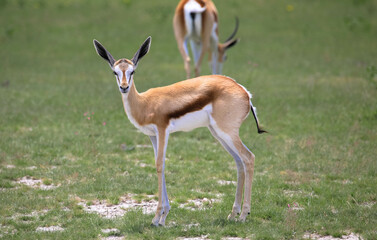 A springbok antelope in the African savannah. Seen on a game drive in Namibia. Kalahari, Africa.
