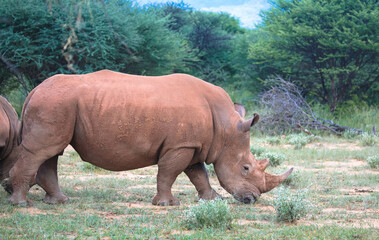 Rhinos are threatened with extinction throughout Africa, and even in national parks, protecting the...