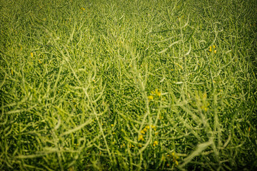 A close view of a rapeseed crop with numerous green seed pods growing upright in dense foliage...