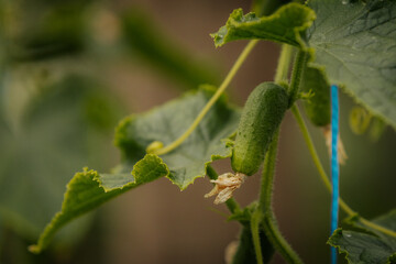 Close-up of a small cucumber growing on a vine with green leaves and a dried flower at the tip, showing early stages of vegetable development.