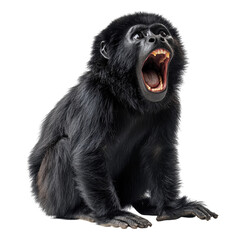 Fototapeta premium Black howler monkey roaring with open mouth, exhibiting strong vocalization, isolated on transparent background, cutout PNG