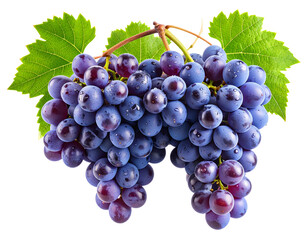 Fototapeta premium Grapes on Vine Branch with Morning Dew, Isolated Cut-Out Image