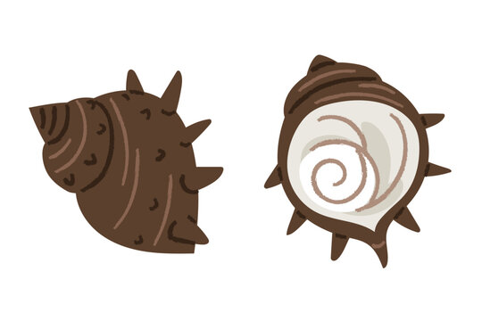 A simple and cute illustration of a horned conch. Two views of the conch's outer and inner surfaces.