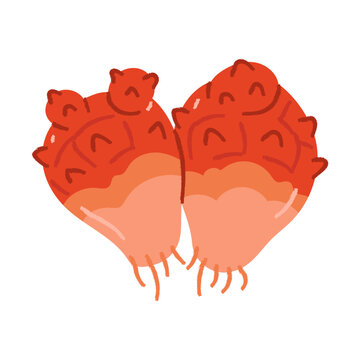 A cute and simple illustration of a sea squirt. Two red sea squirts.