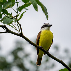 Yellow bird on branch, tropical. High quality photo
