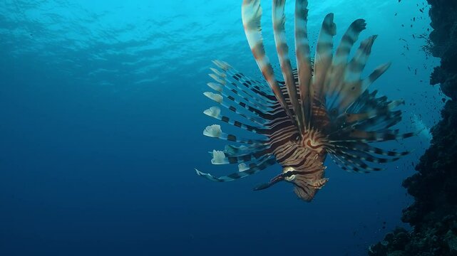 A lionfish (Pterois miles) spreads its venomous fins near a reef drop-off, showing striking anatomy against the deep blue ocean. Check my portfolio for more lionfish footage.