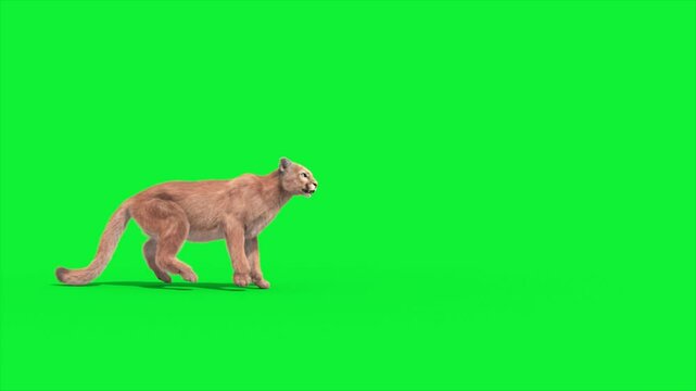 Cougar Attacks Loop Side 3D Rendering Animations Animals Real FUR CGI 4K