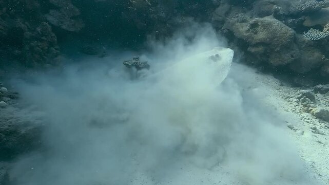 Pastinachus sephen, the cowtail stingray, swims off in a cloud of sand after being disturbed. Side view, diver in background. Check my portfolio for more stingray footage.