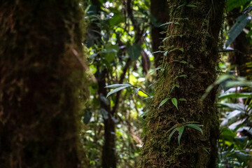 Cloud forest jungle. High quality photo
