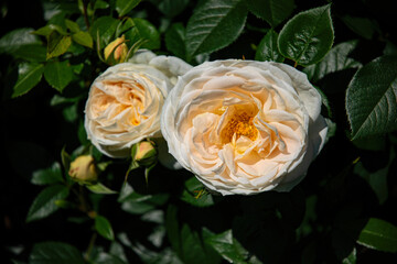 Beautiful English blooming rose garden	