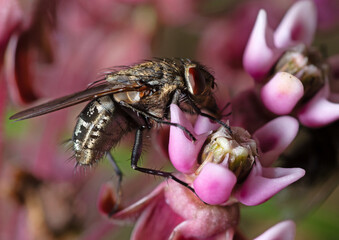 stable fly or barn biting house dog fly, or power mower fly, stomoxys calcitrans, sitting on a wild flowers