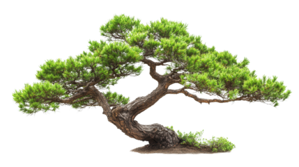 Corkscrew pine tree, Transparent background, PNG file