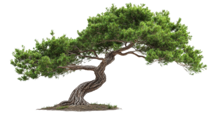 Corkscrew pine tree, Transparent background, PNG file