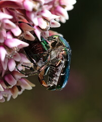 flower beetles or flower chafers, Cetoniinae, mating on a wild flower