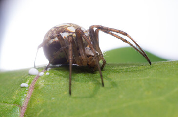 spider sitting on a leaf