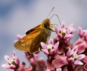 butterfly Skipper, Hesperiidae, sitting on a wild flower, field