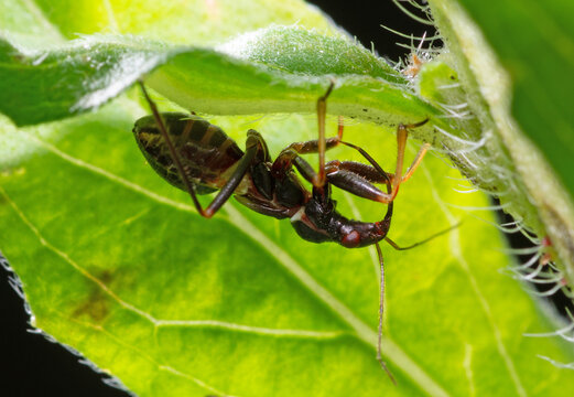 ant damsel bug Himacerus mirmicoides sitting under leaf