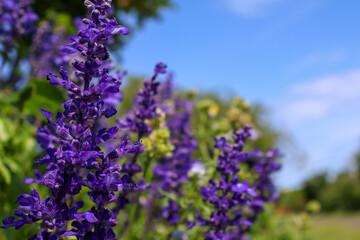 lavender flowers in the garden