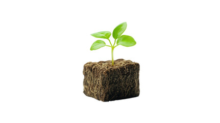 Cubic-shaped ginseng sprout, Transparent background, PNG file