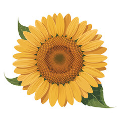Fototapeta premium Botanical Sunflower Vector Design.