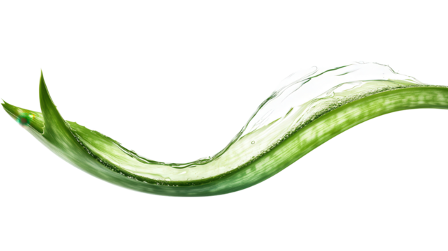 Curved aloe blade, Transparent background, PNG file