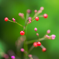 梅雨の野山　ハゼランのカラフルな実05
